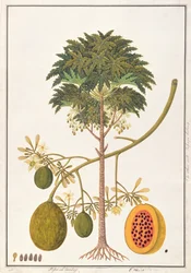 Dapai-ah Tambay or Carica, from Drawings of Plants from Malacca, c.1805-18